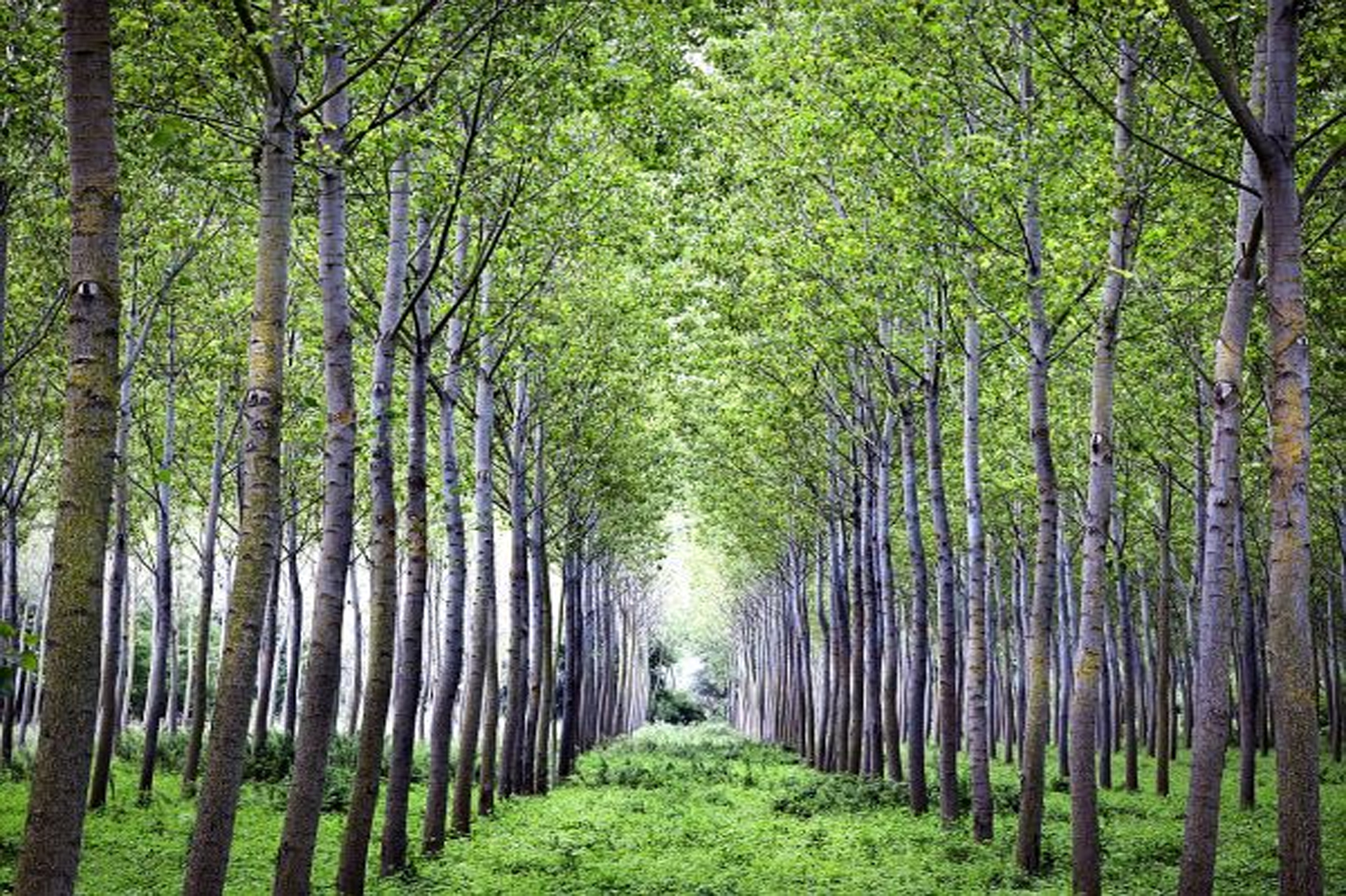 ditta romano andrea imballaggio vaschette di legno
